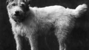 4 Королівські собаки, які зберегли дивовижну вірність своїм власникам